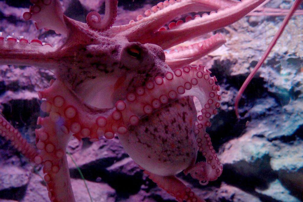 A Stunning looking octopus