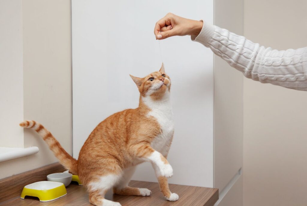 cat attentive towards treat