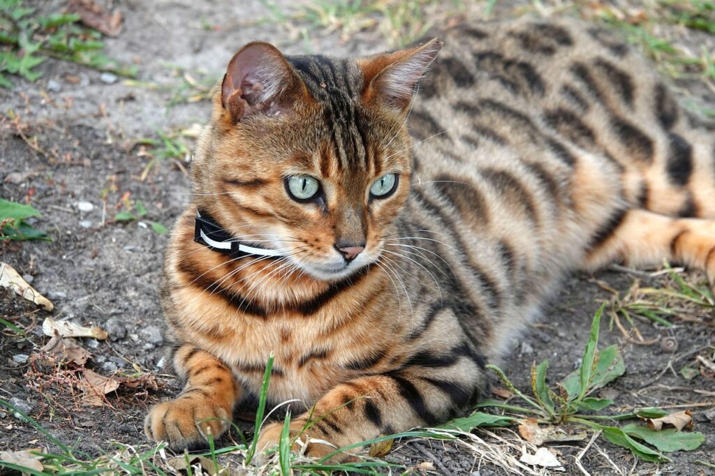 Bengal cat