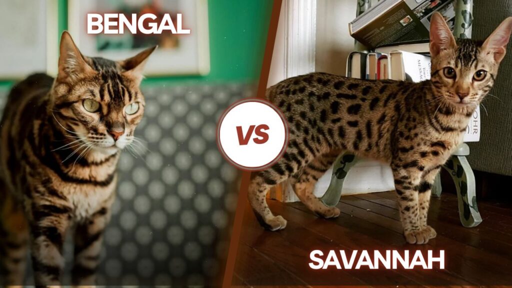 bengal vs savannah