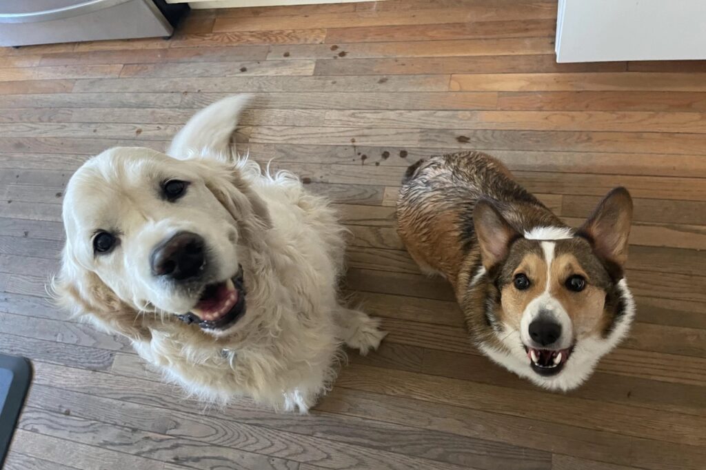 Golden retriever and Pembroke Welsh Corgi