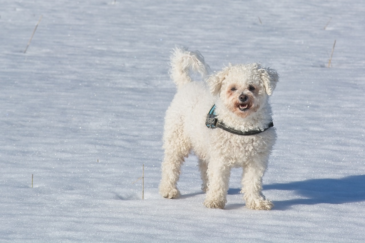 bichon frise dog on snow