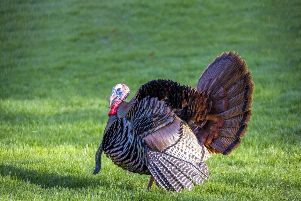turkey on grass