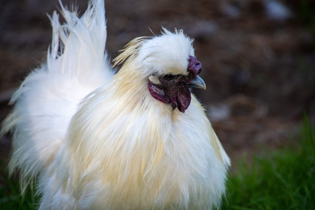 silkie