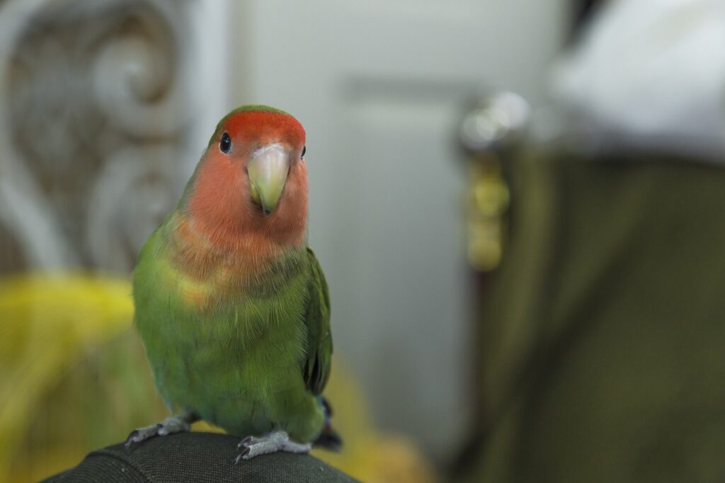 Rosy faced lovebird