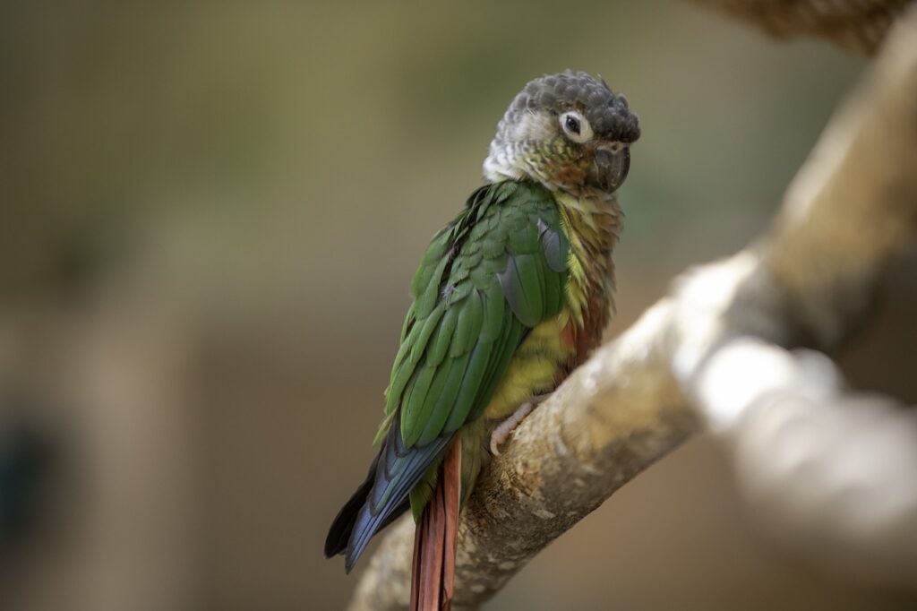 green cheek conure