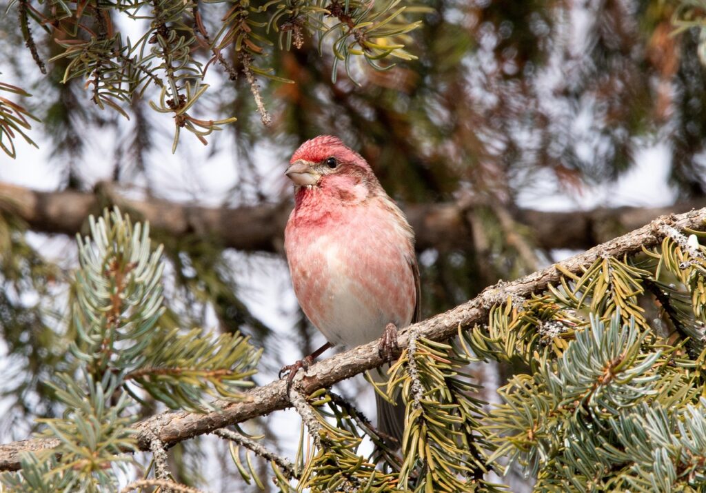 purple finch