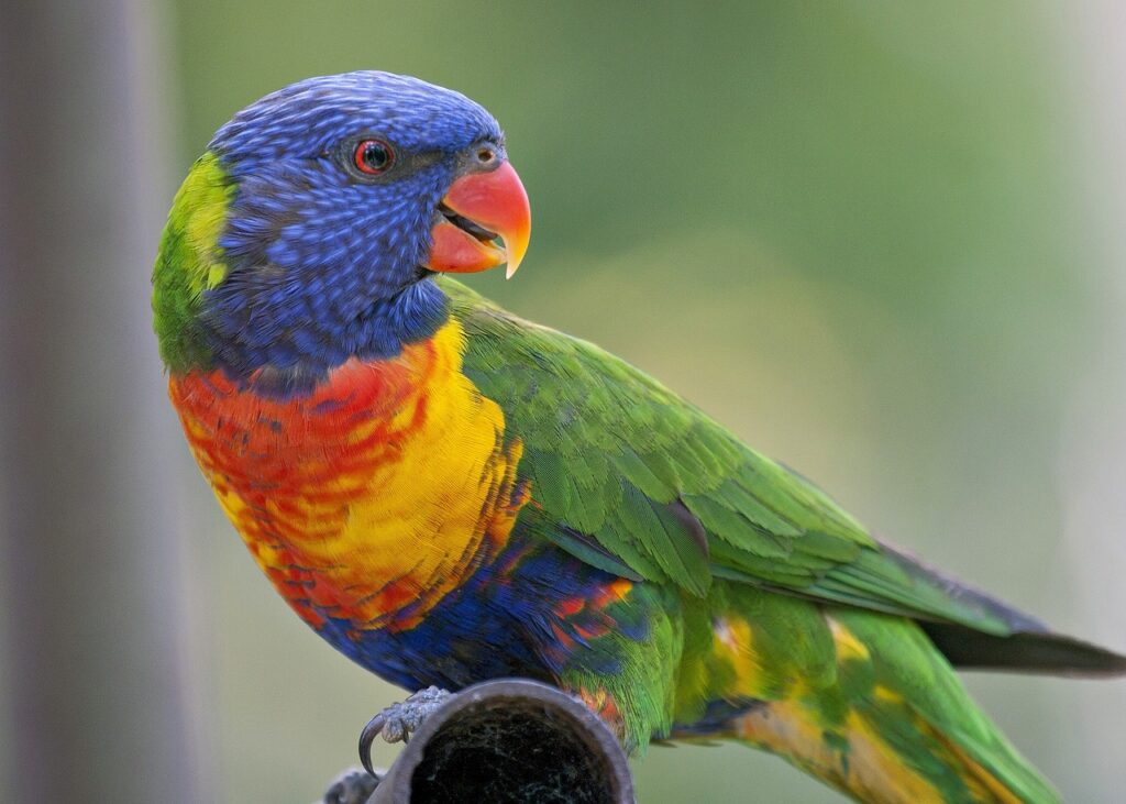 rainbow lorikeet