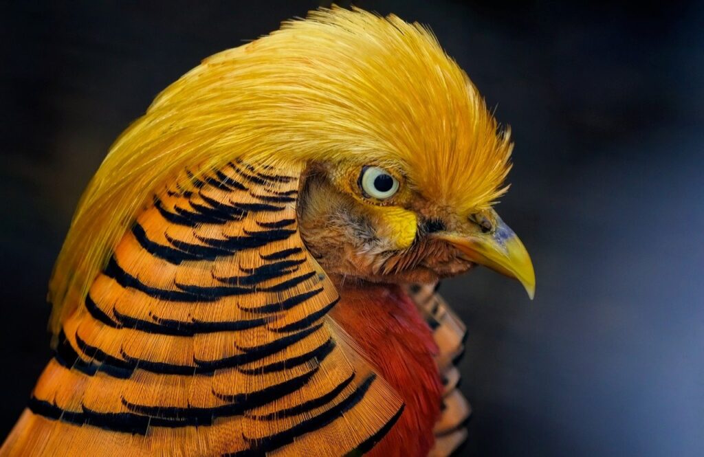 golden pheasant