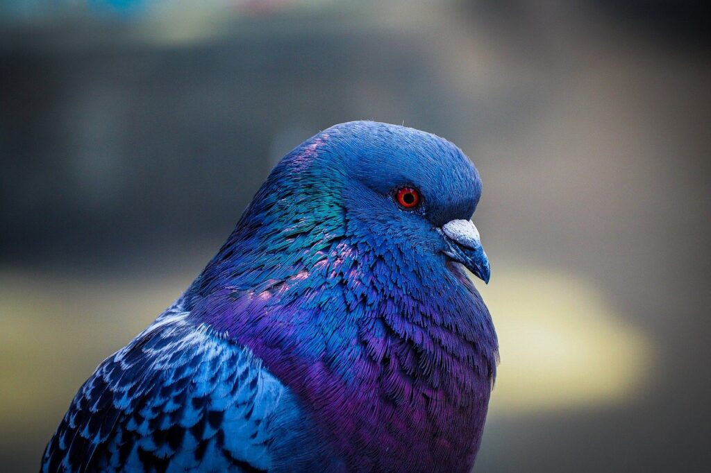 Pigeon
