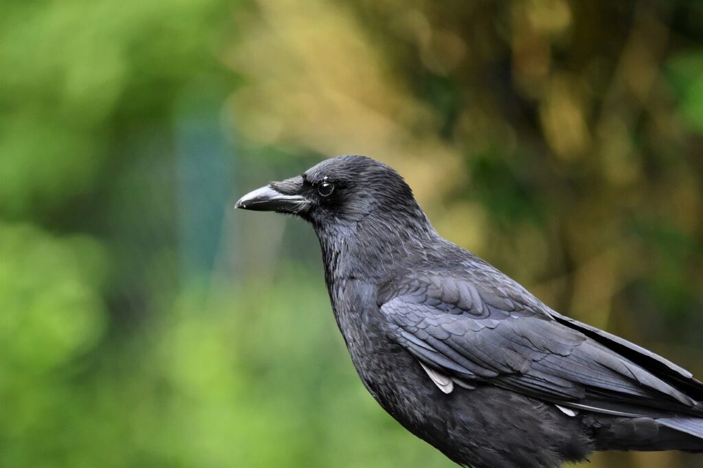 crow close up