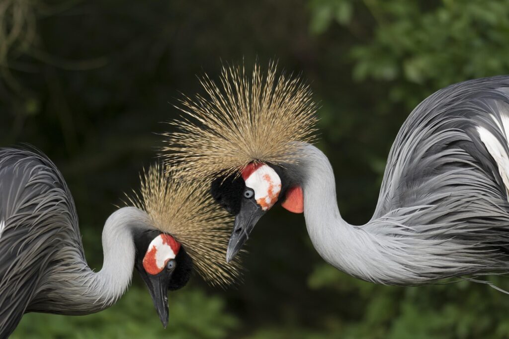crowned crane