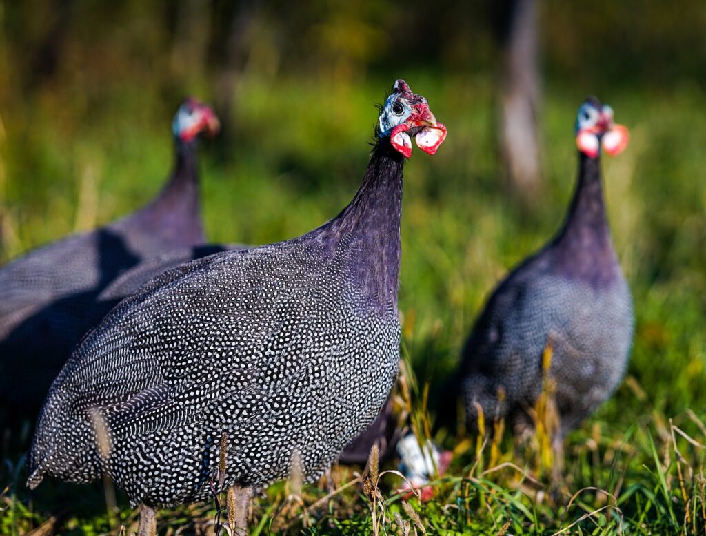 guinea-fowl