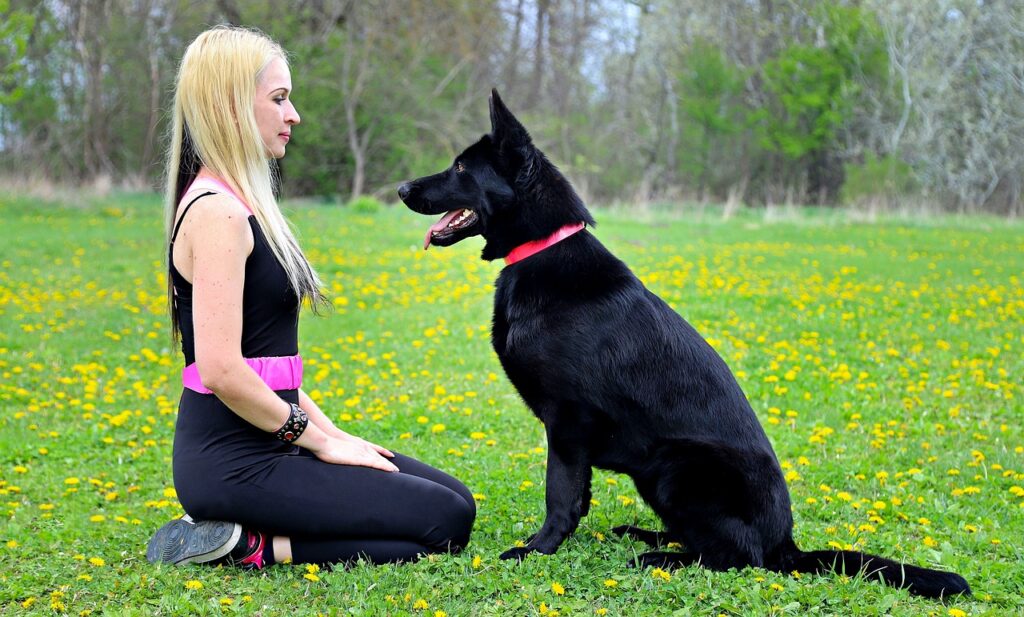 black german shepherd dog with woman