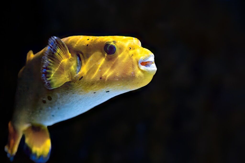 Yellow puffer fish
