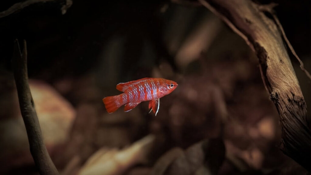 A Scarlet Badis