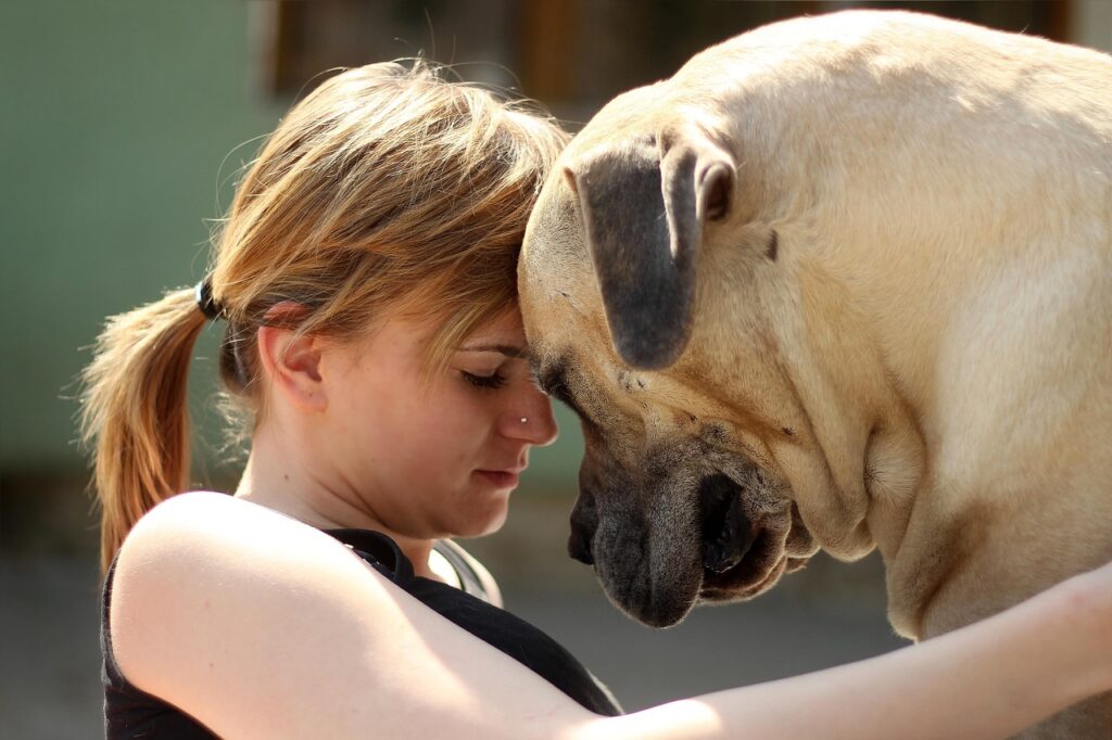 Boerboel Dog With owner