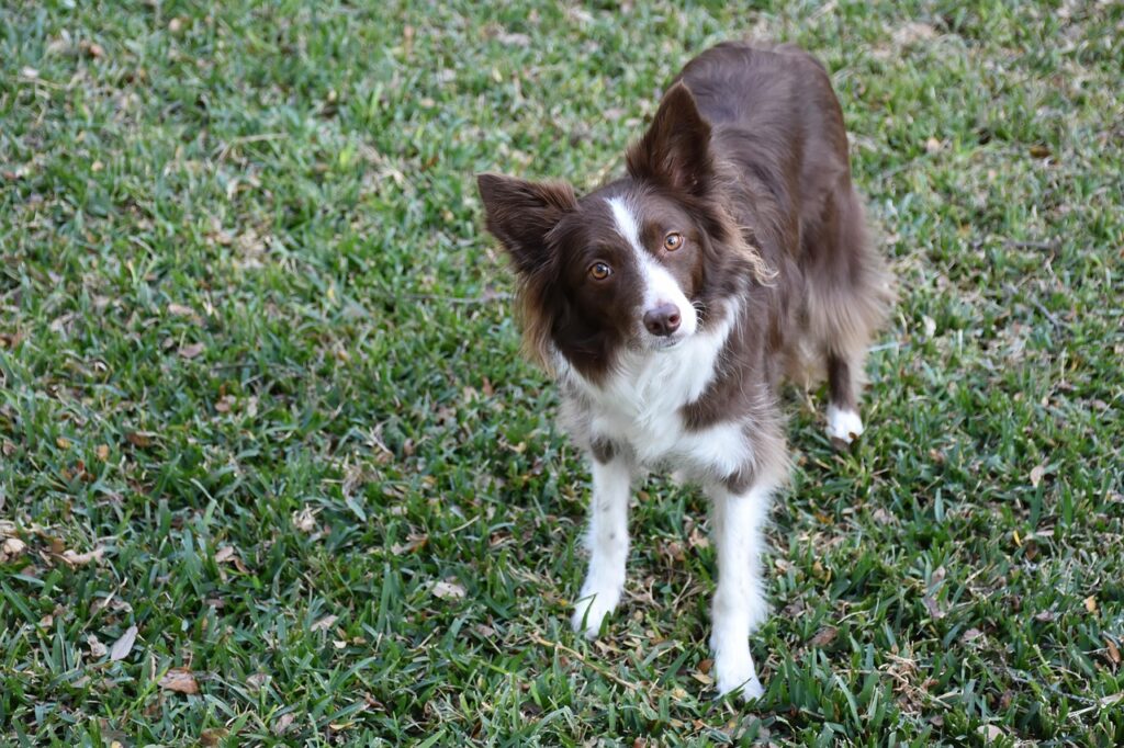 border collie looking curiously