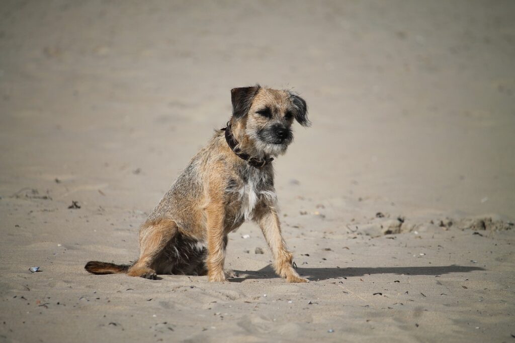 border terrier on the beach