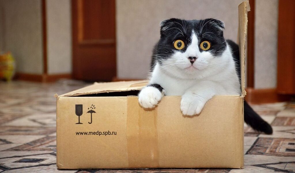 Cat in box