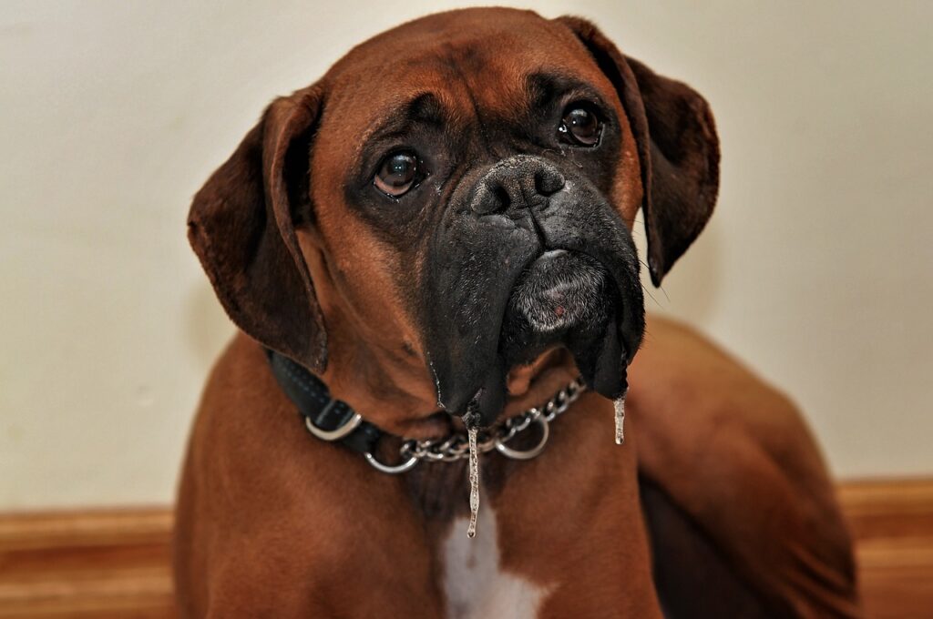 boxer dog
