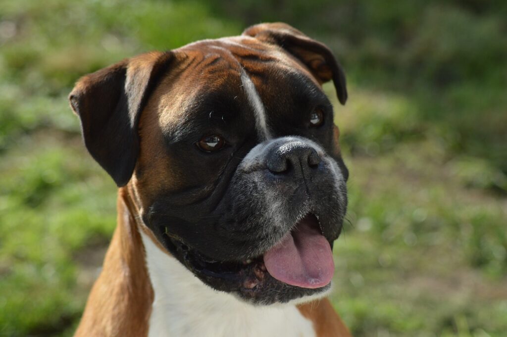 boxer dog happy