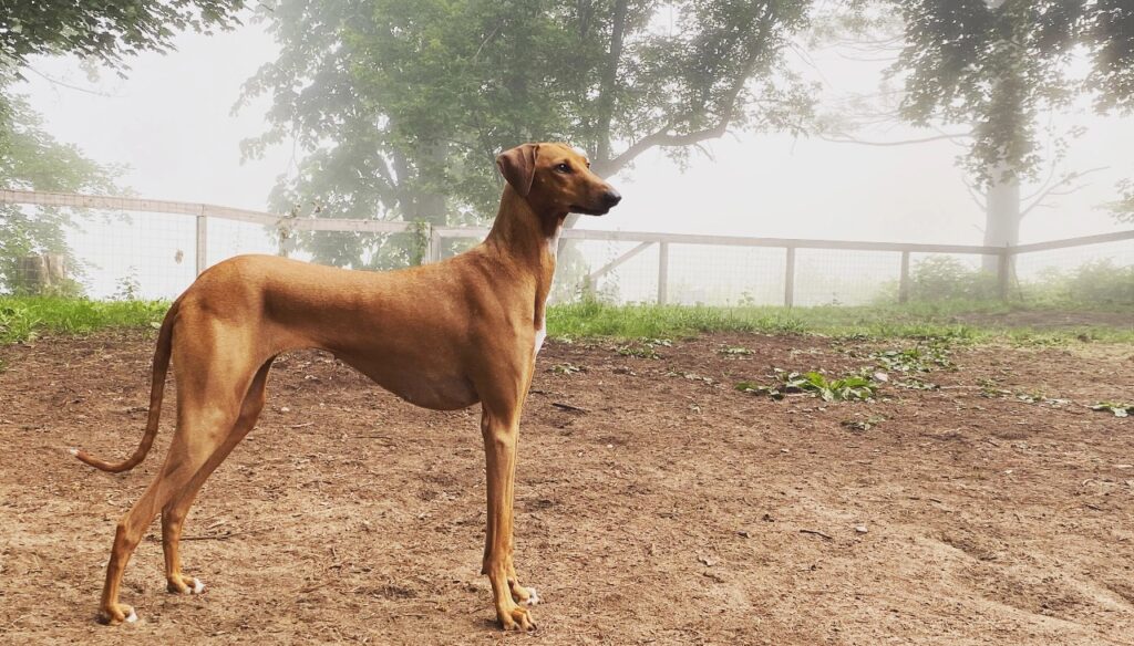 Azawakh Dog