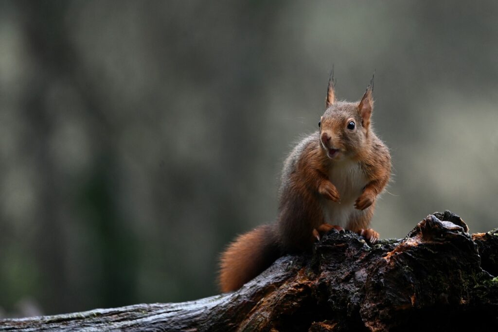 A Squirrel alert