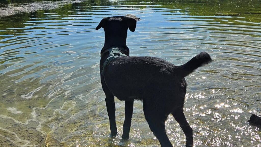Golden Shepherd dog in water