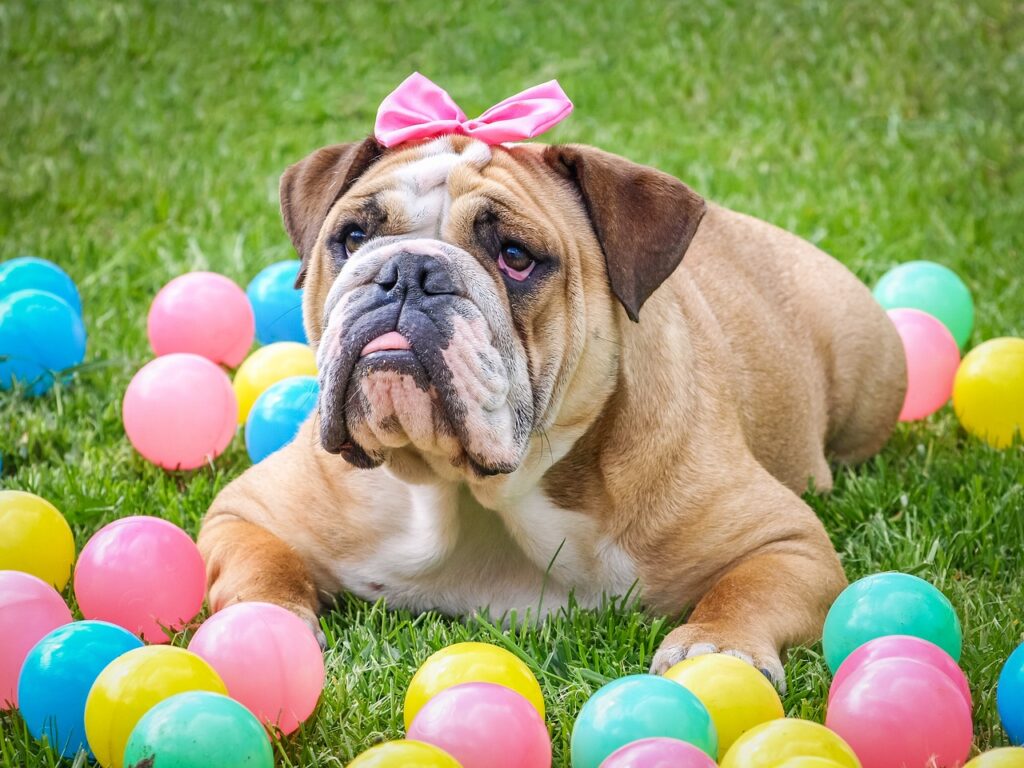 cute bulldog