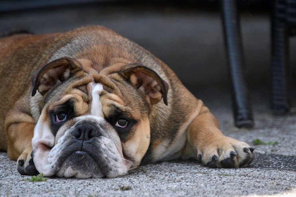 bulldog paw burn