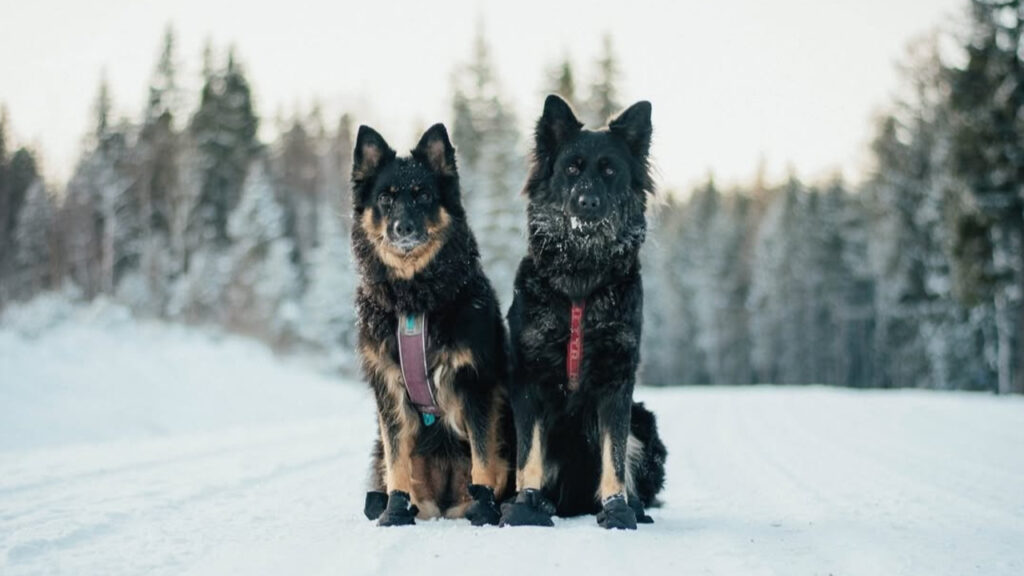 Two Bohemian Shepherd in snow