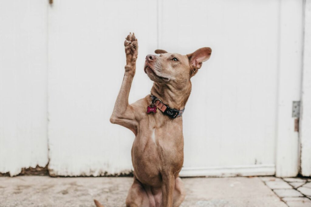 dog seeking attention