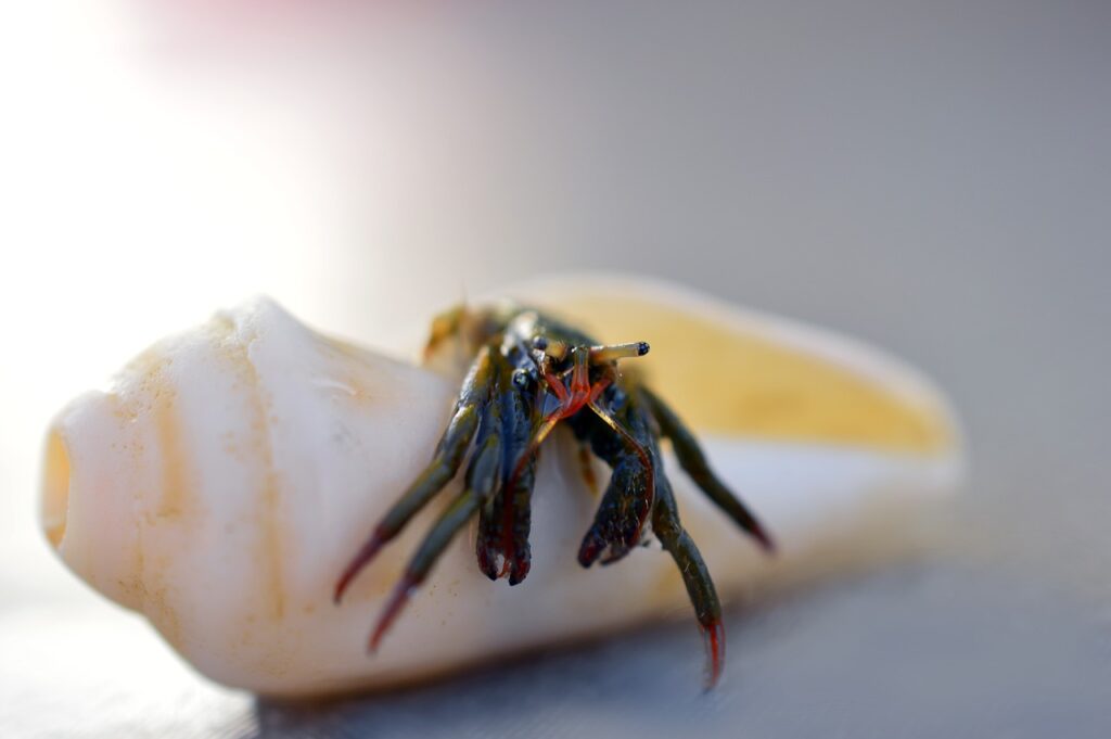 hermit crab