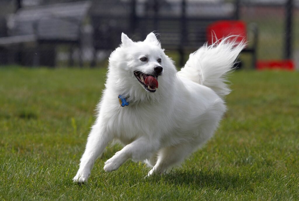 American eskimo dog running