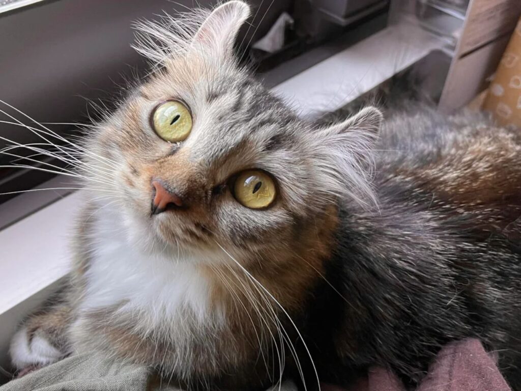 american curl cat curious