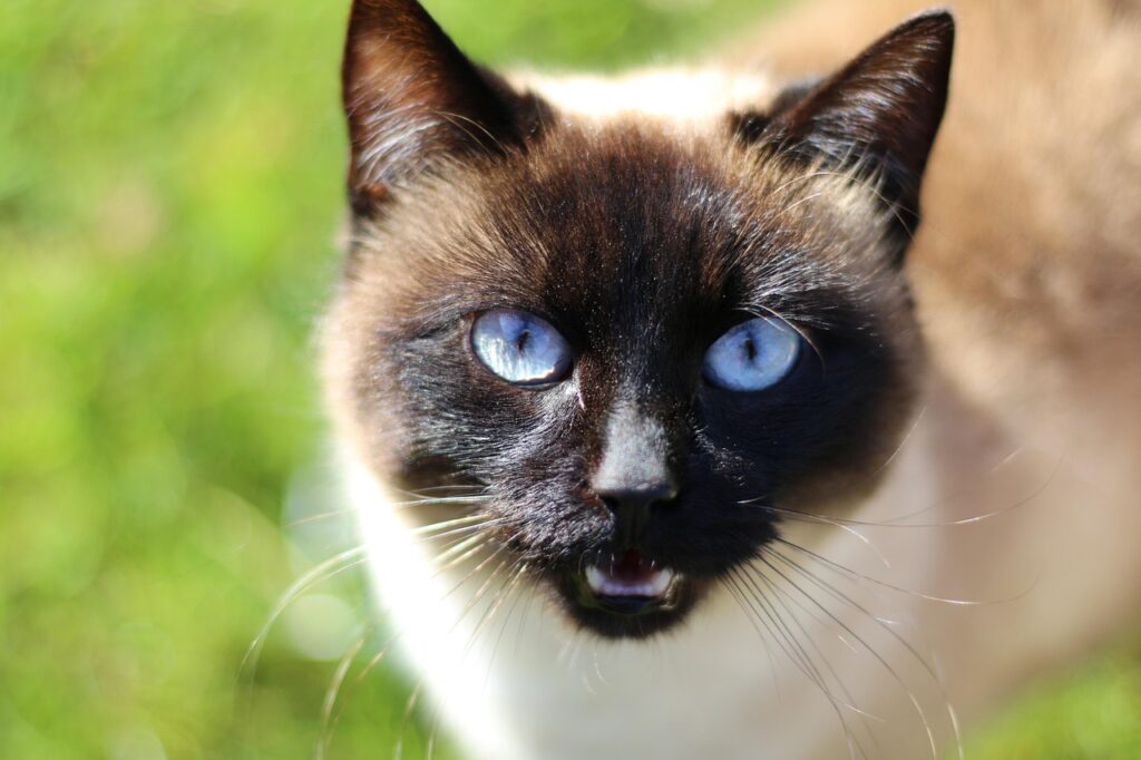 siamese cat angry