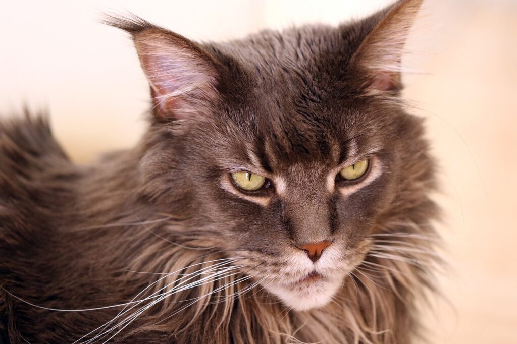 maine coon jealous