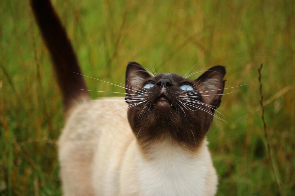 siamese cat staring up
