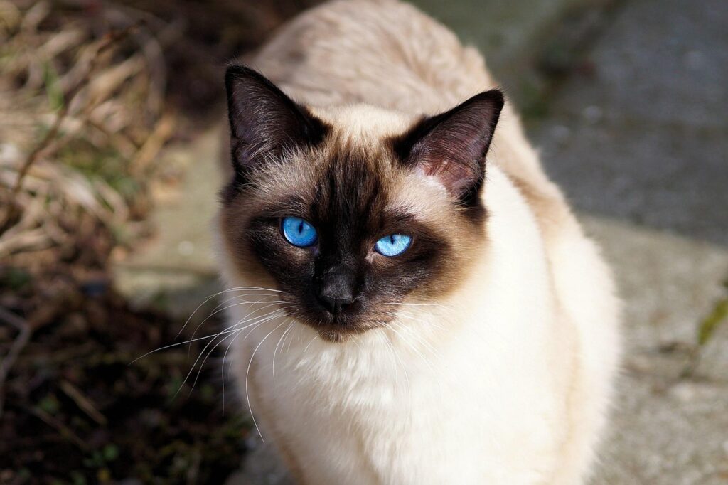 siamese cat staring