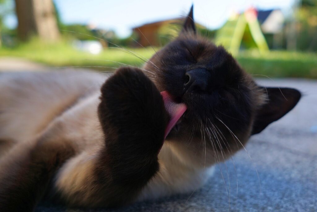 siamese cat grooming