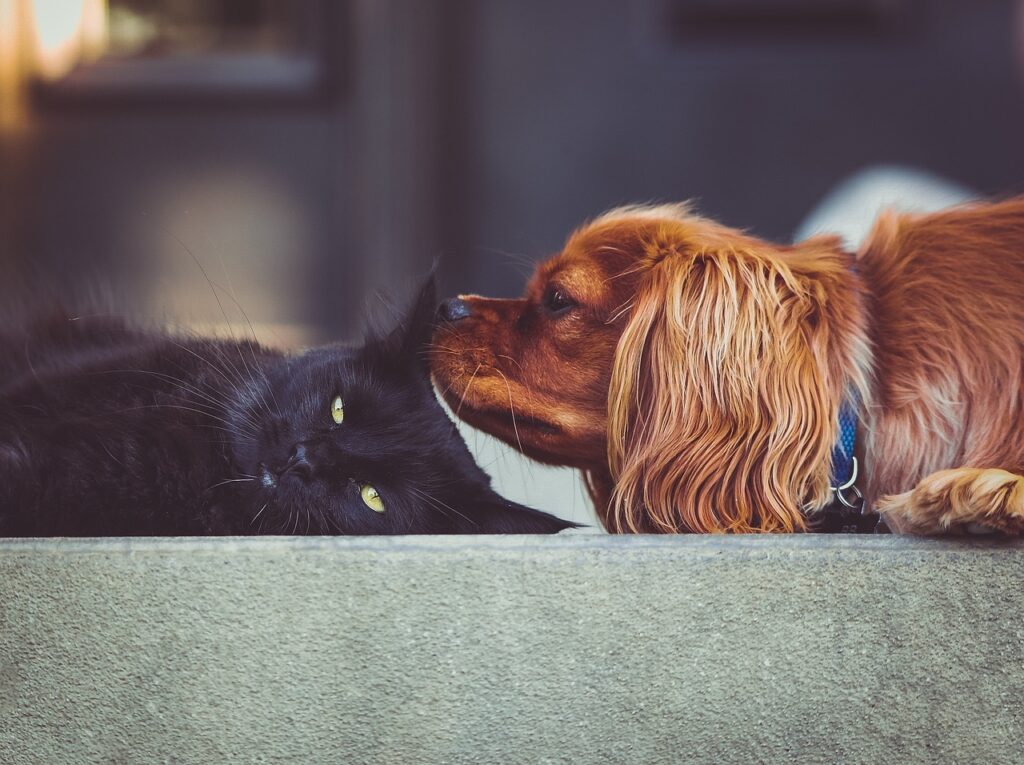 Cat and Dog together