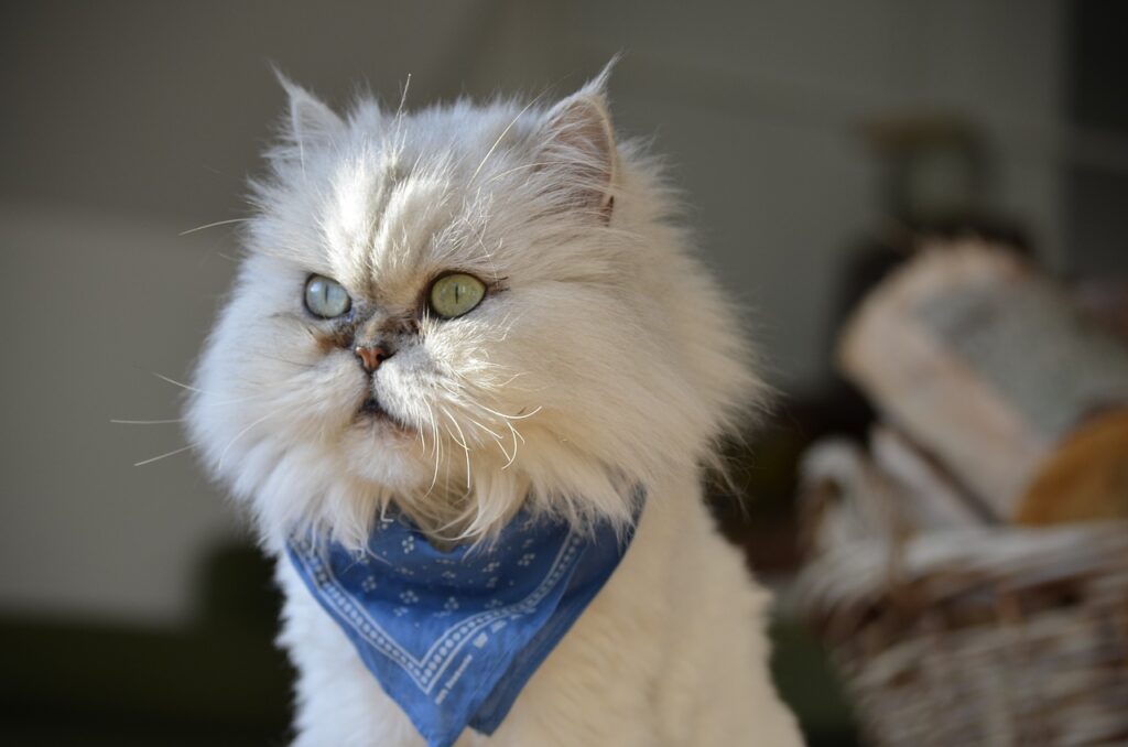 persian cat
