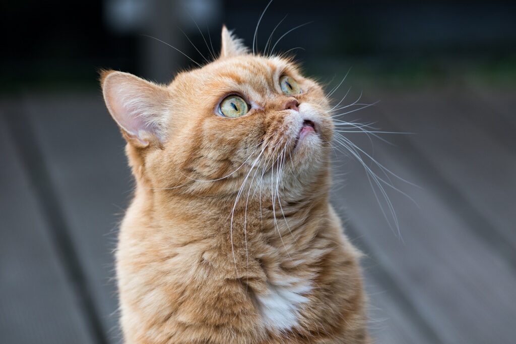 cat paying attention