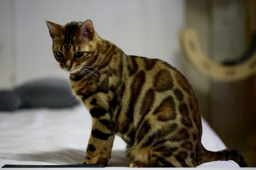 bengal cat looking sad