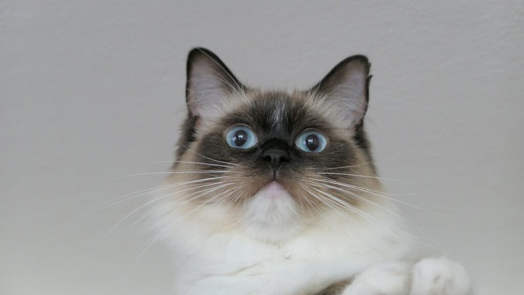 ragdoll cat big eyes