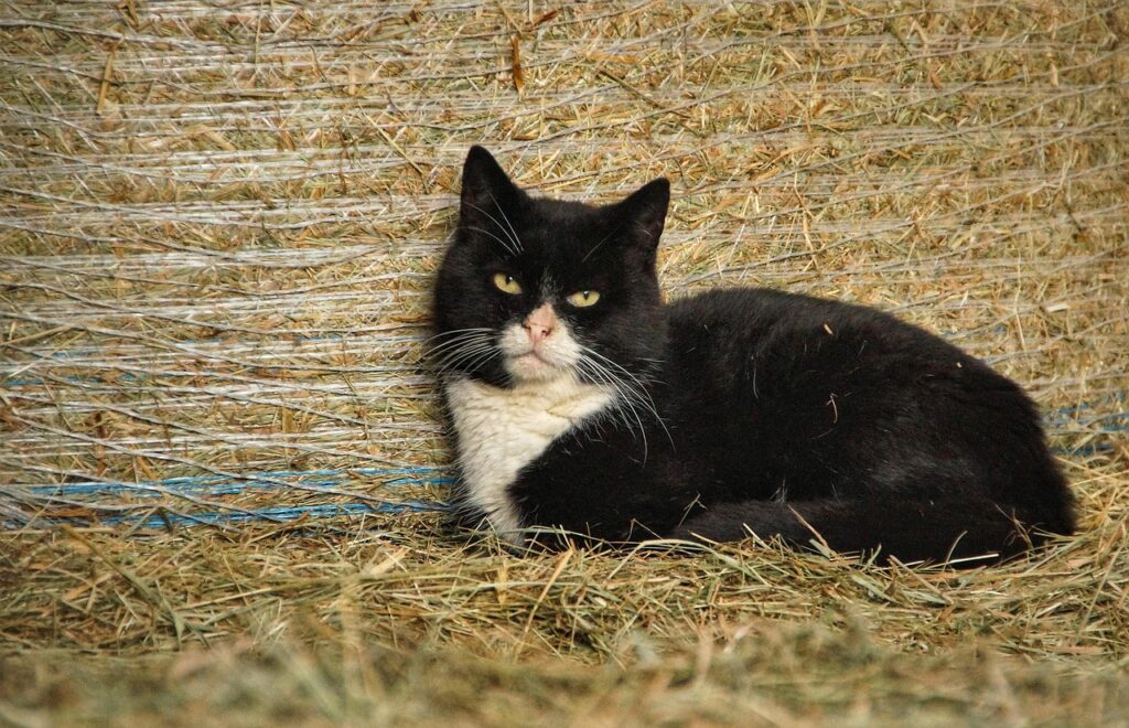 barn cat