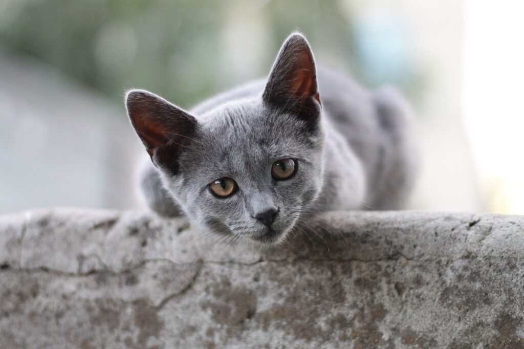 british shorthair kitten