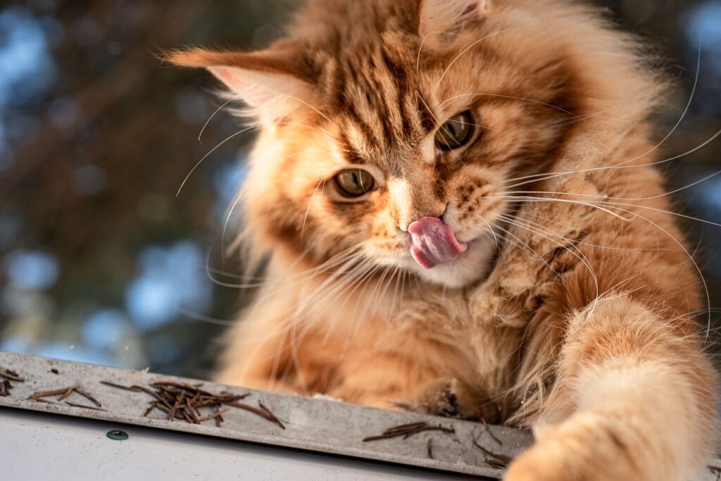maine coon