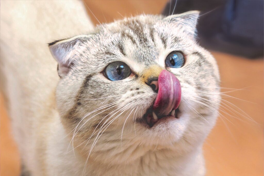 scottish fold cat with tongue out